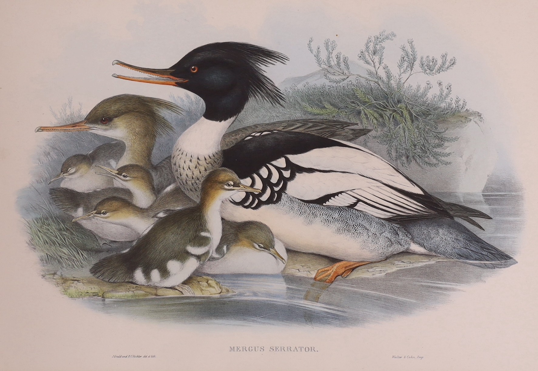After John Gould, J. Wolf & H.C.Richter, six assorted colour lithographs from The Birds of Great Britain, largest 53 x 36cm